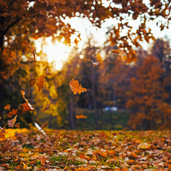 fall leaves drifting from the tree